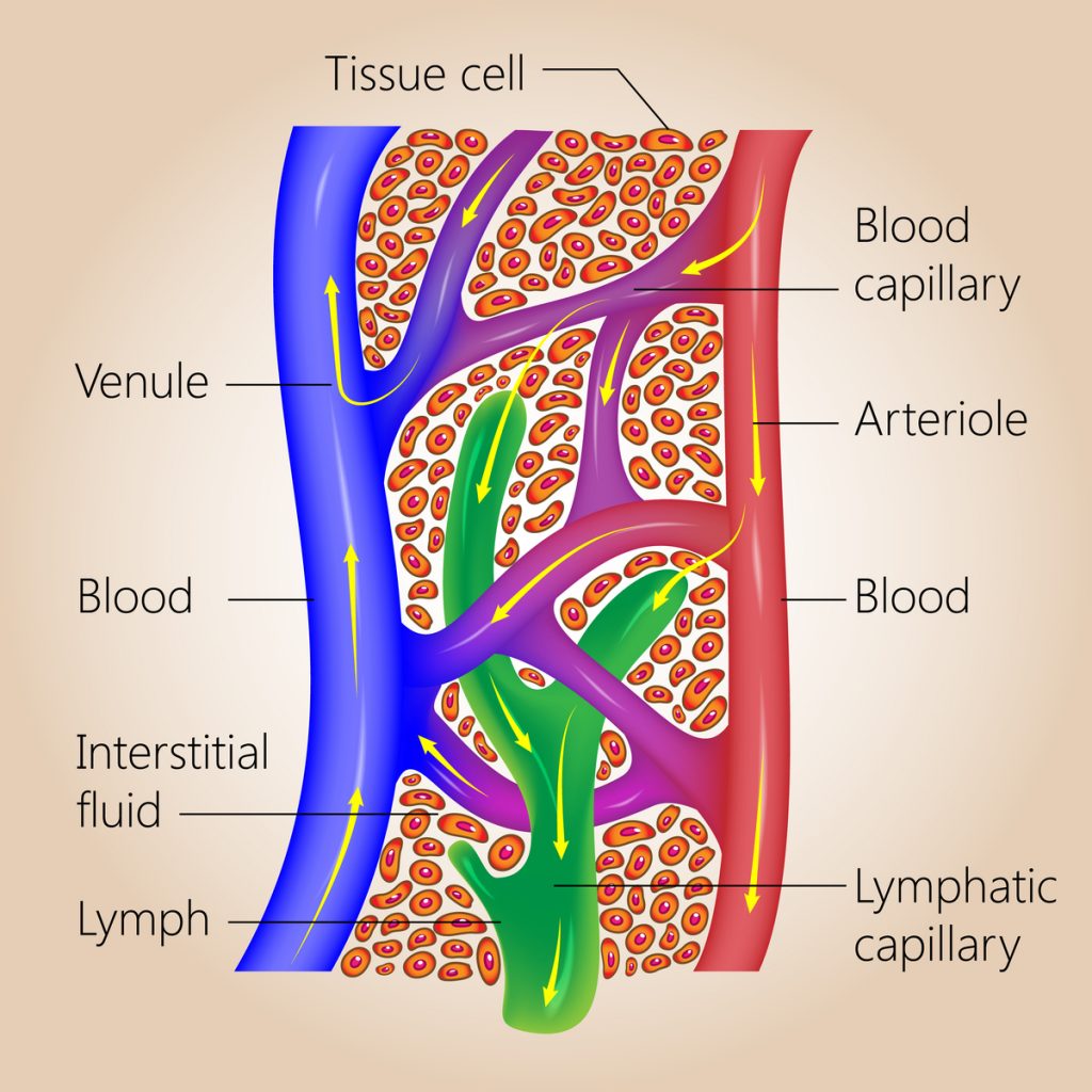 Lymphatic System Diagram Labeled The Lymphatic System