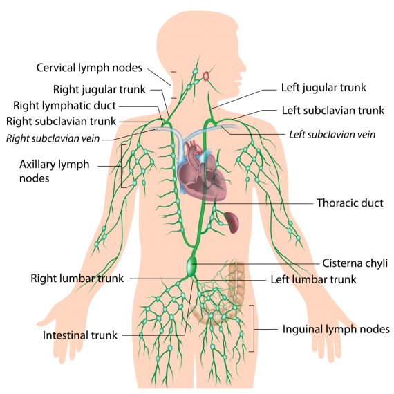 Lymphatic Drainage Of The Breast Meditatt