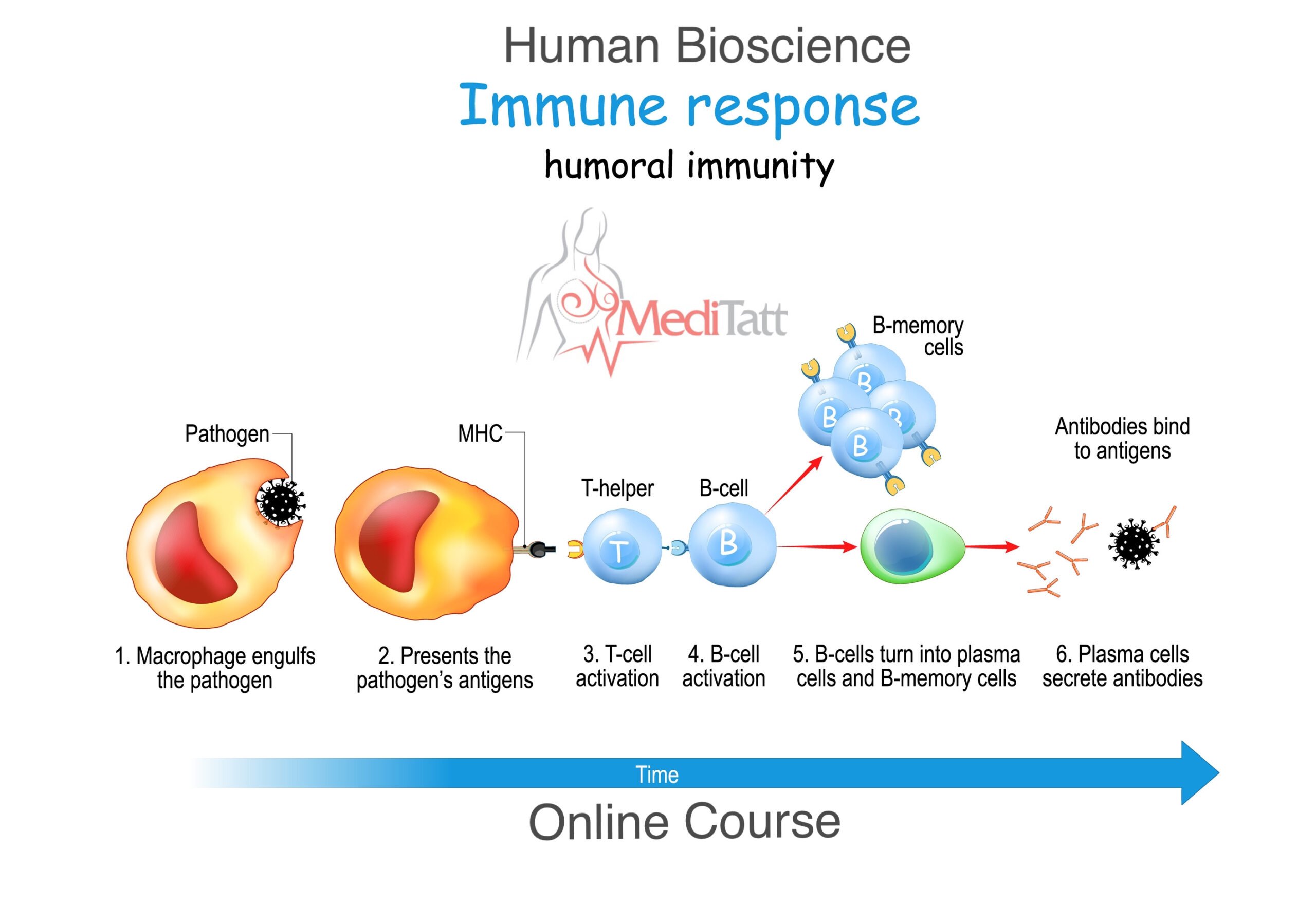 Human Bioscience